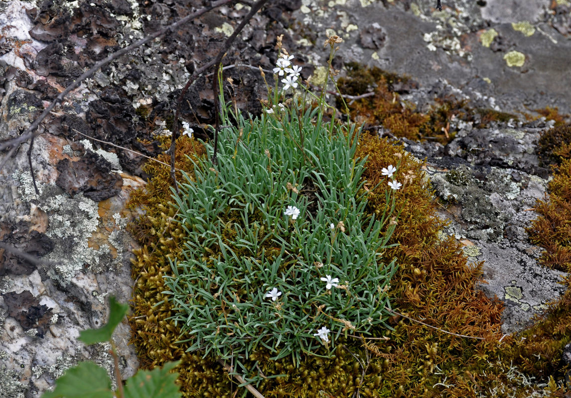 Изображение особи Gypsophila uralensis.