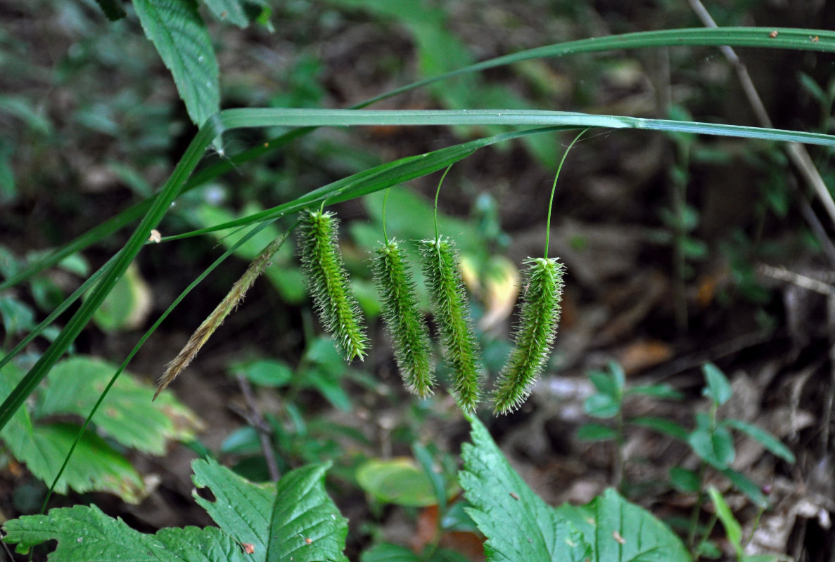 Image of Carex pseudocyperus specimen.