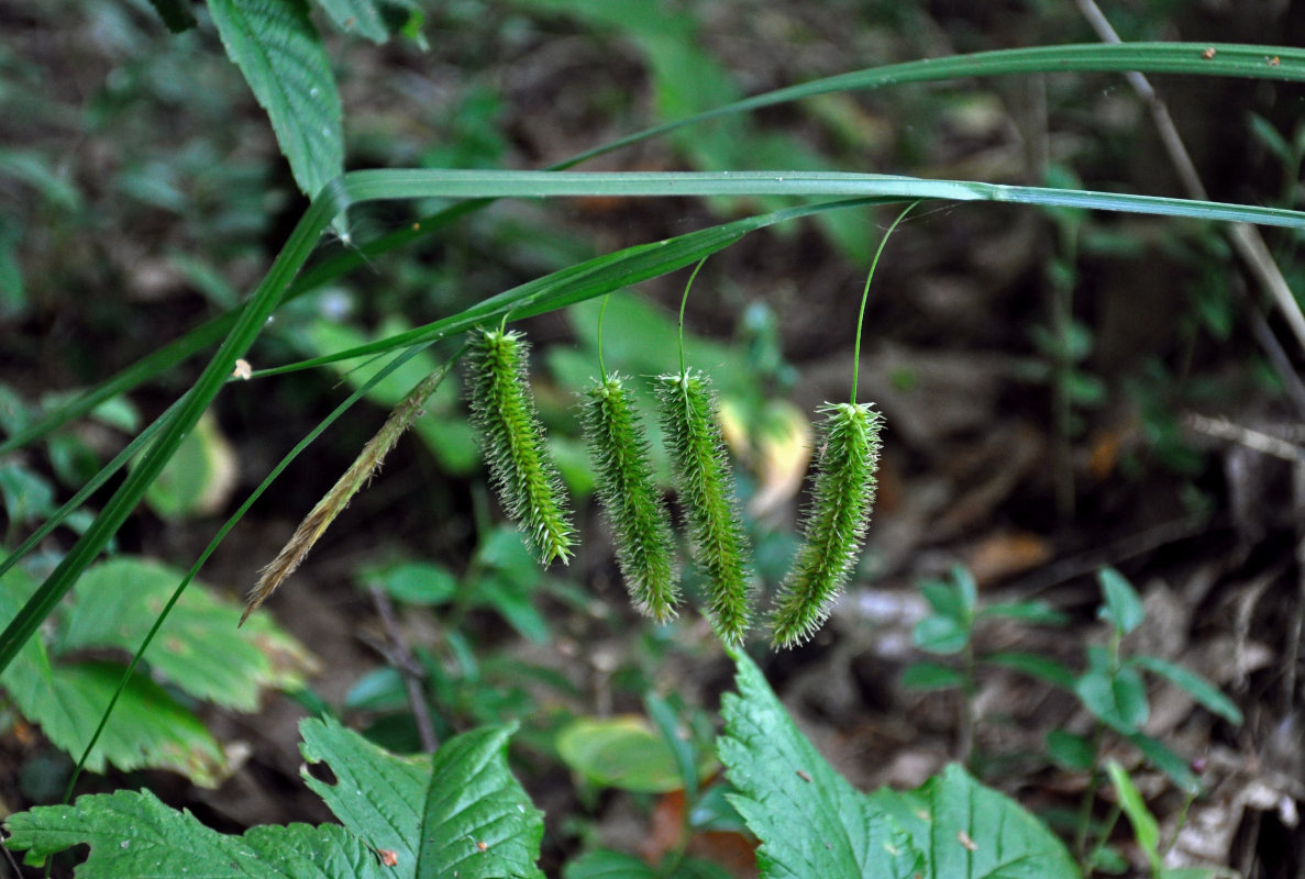 Изображение особи Carex pseudocyperus.