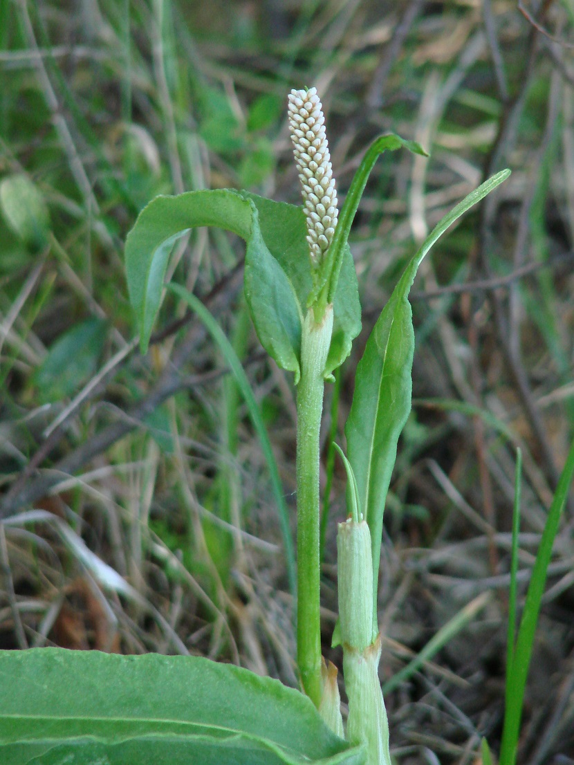 Изображение особи Bistorta officinalis.