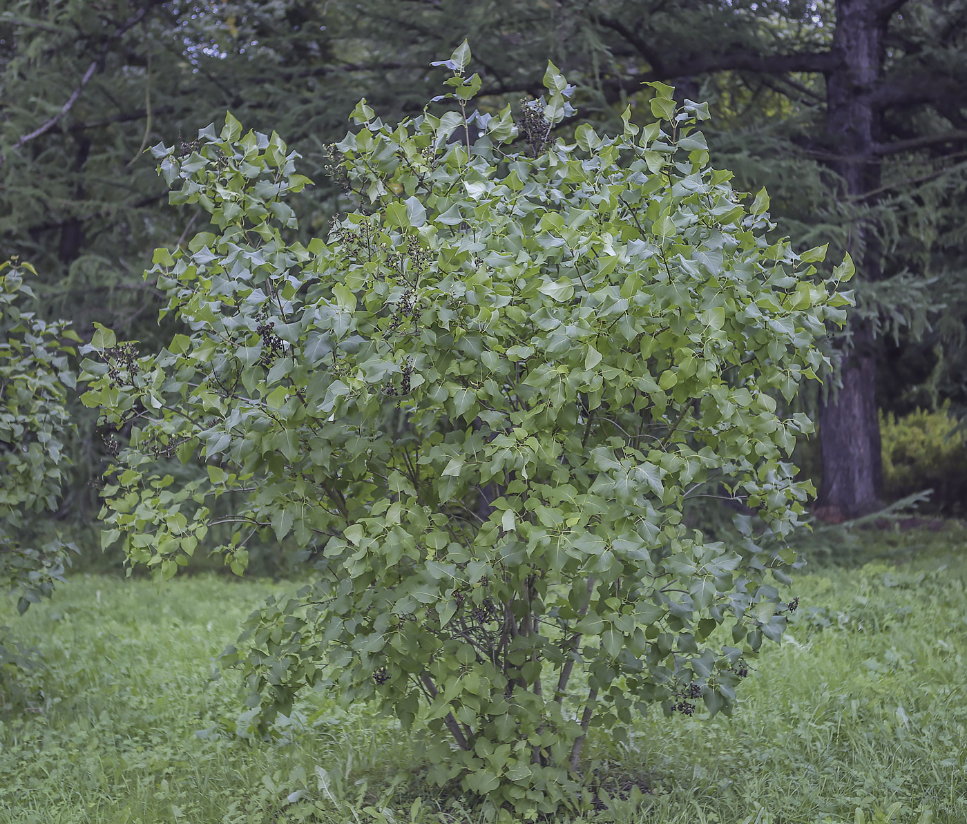 Image of genus Syringa specimen.