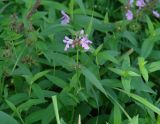 Stachys palustris. Верхушка цветущего растения. Иркутская обл., Иркутский р-н, р. Иркут, о. Беляева, луг, между двумя тополями. 01.09.2020.