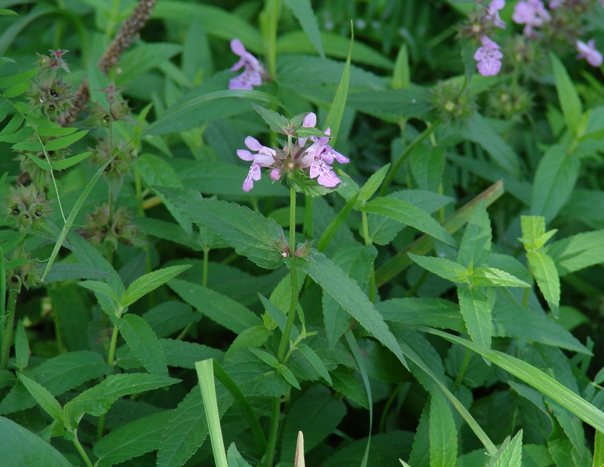 Изображение особи Stachys palustris.