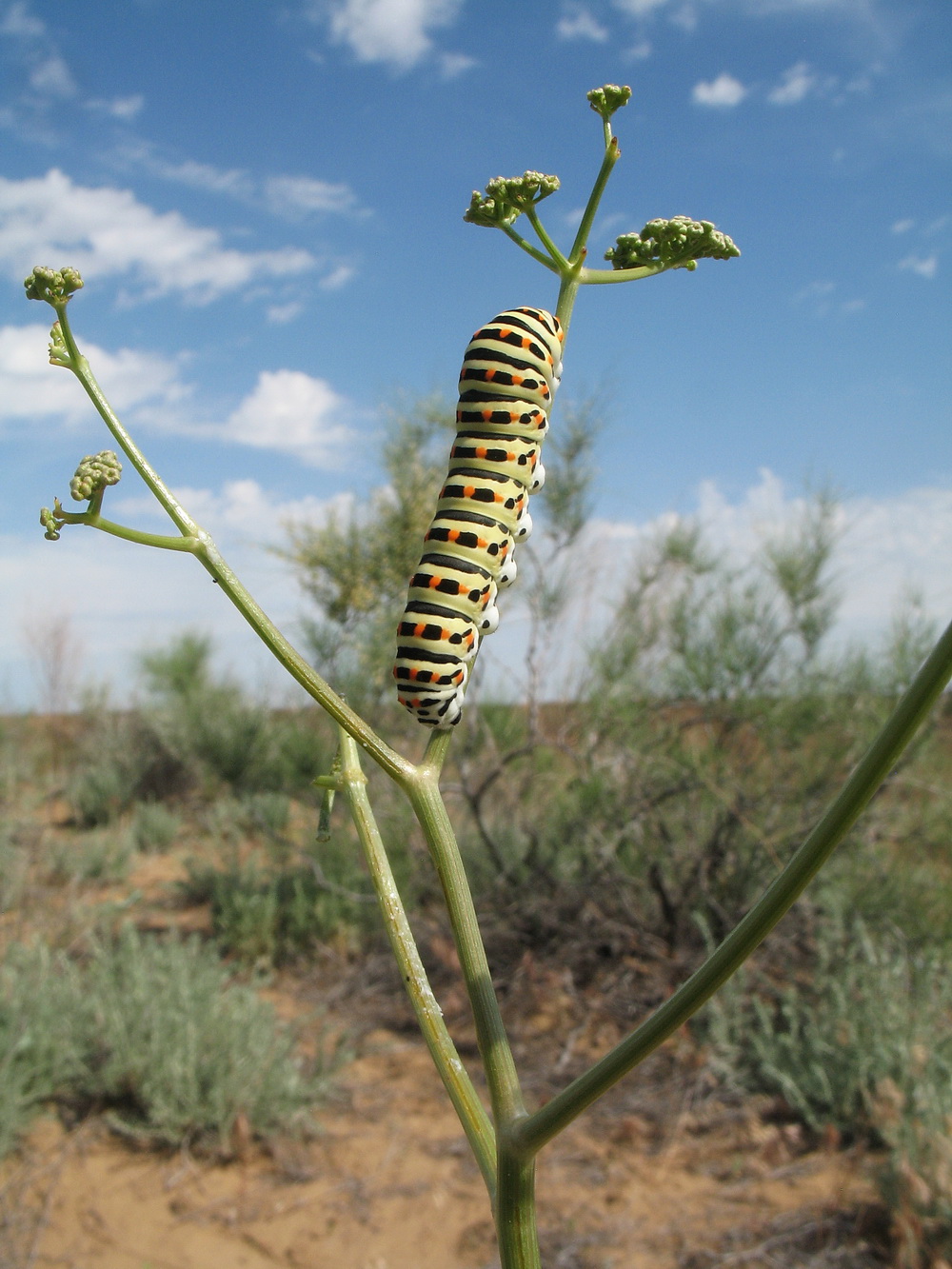 Image of Oedibasis apiculata specimen.