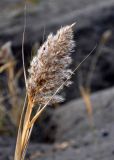 Phragmites australis. Верхушка побега с соплодием. Тульская обл., Узловский р-н, Романцевские горы, глинистый берег карьера. 03.10.2020.