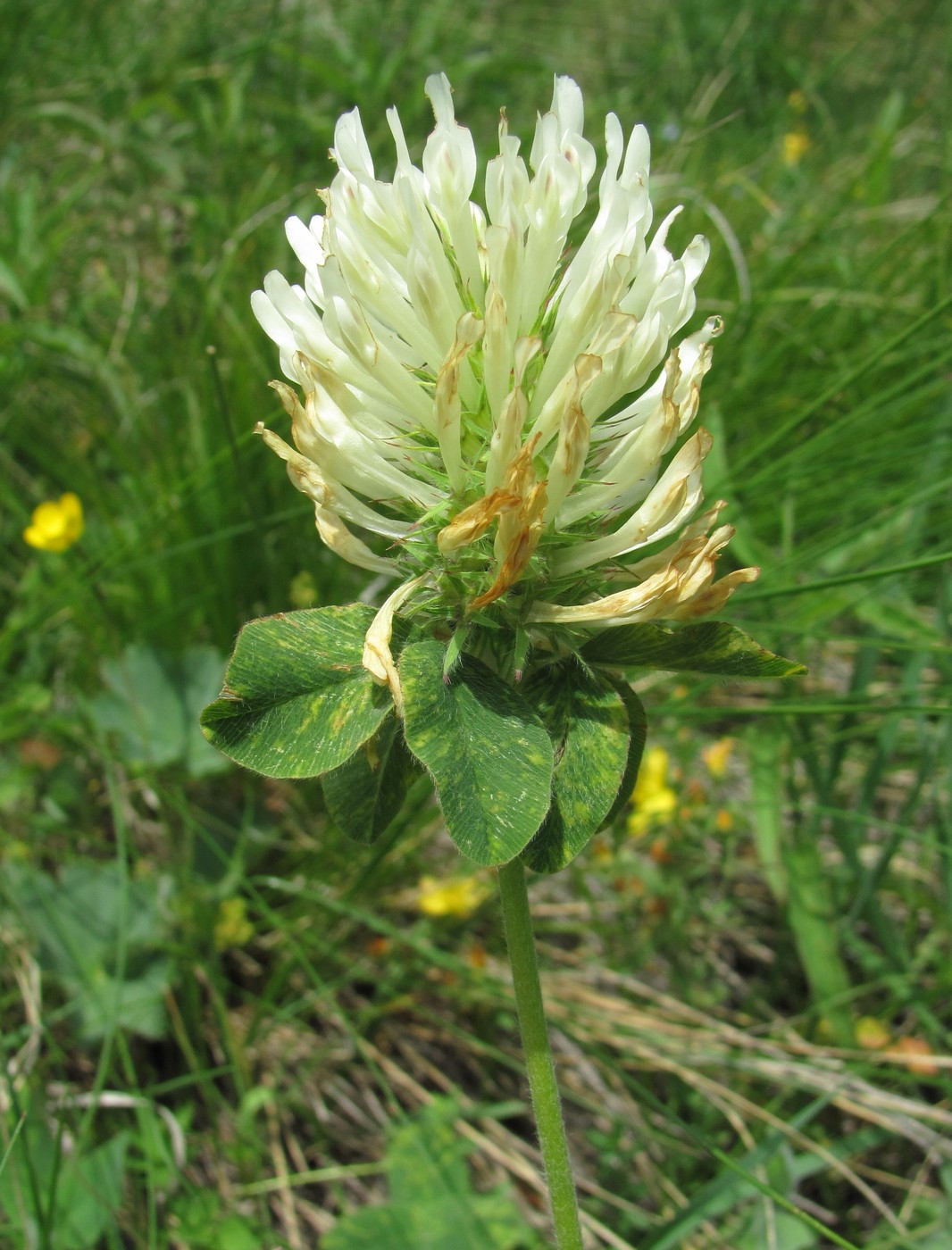 Изображение особи Trifolium canescens.