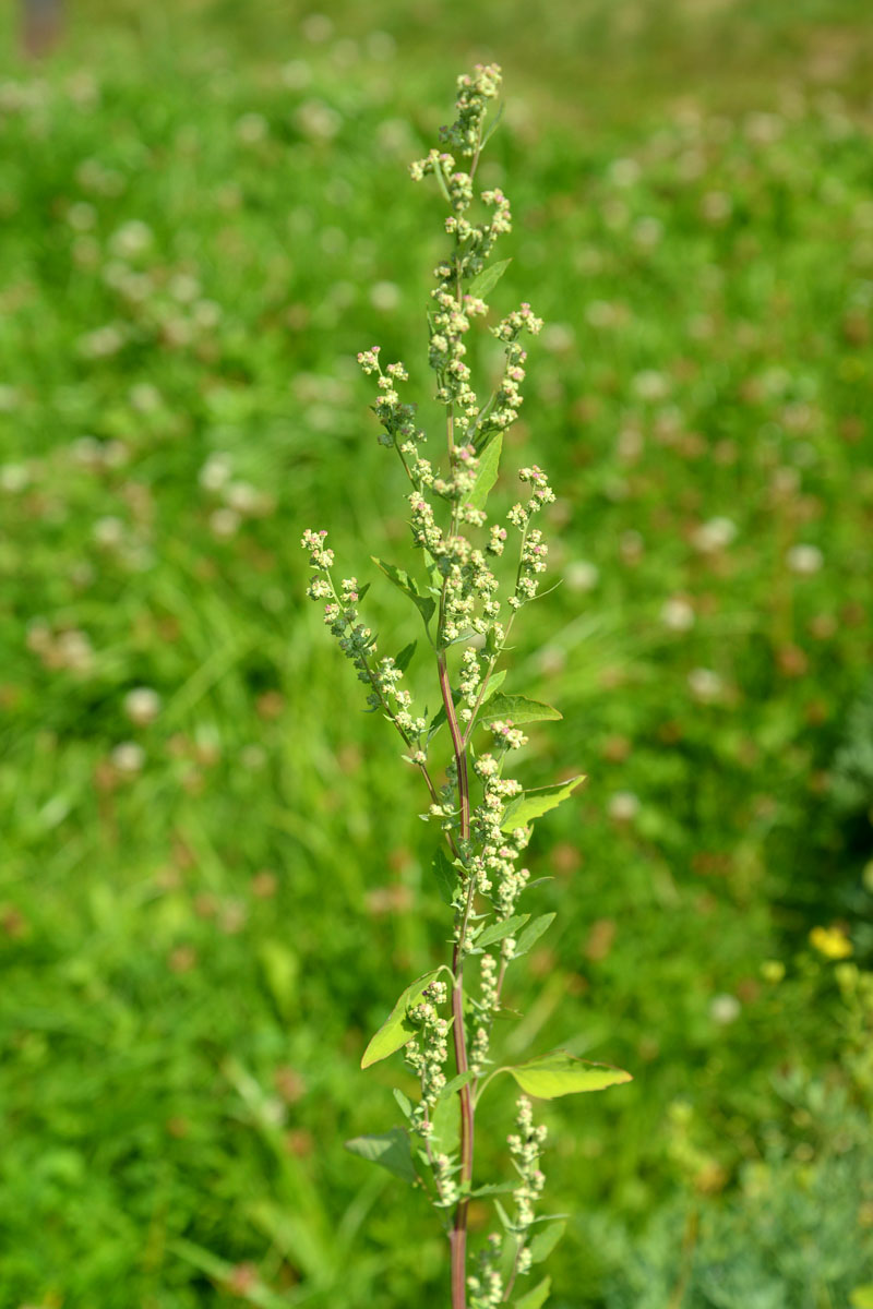 Изображение особи Chenopodium album.