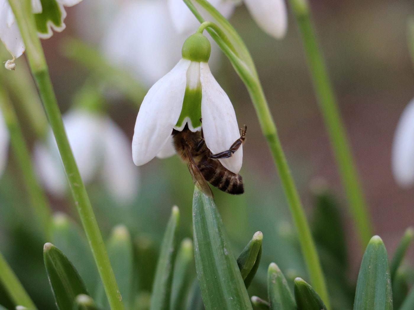 Image of Galanthus plicatus specimen.