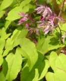 Epimedium &times; youngianum