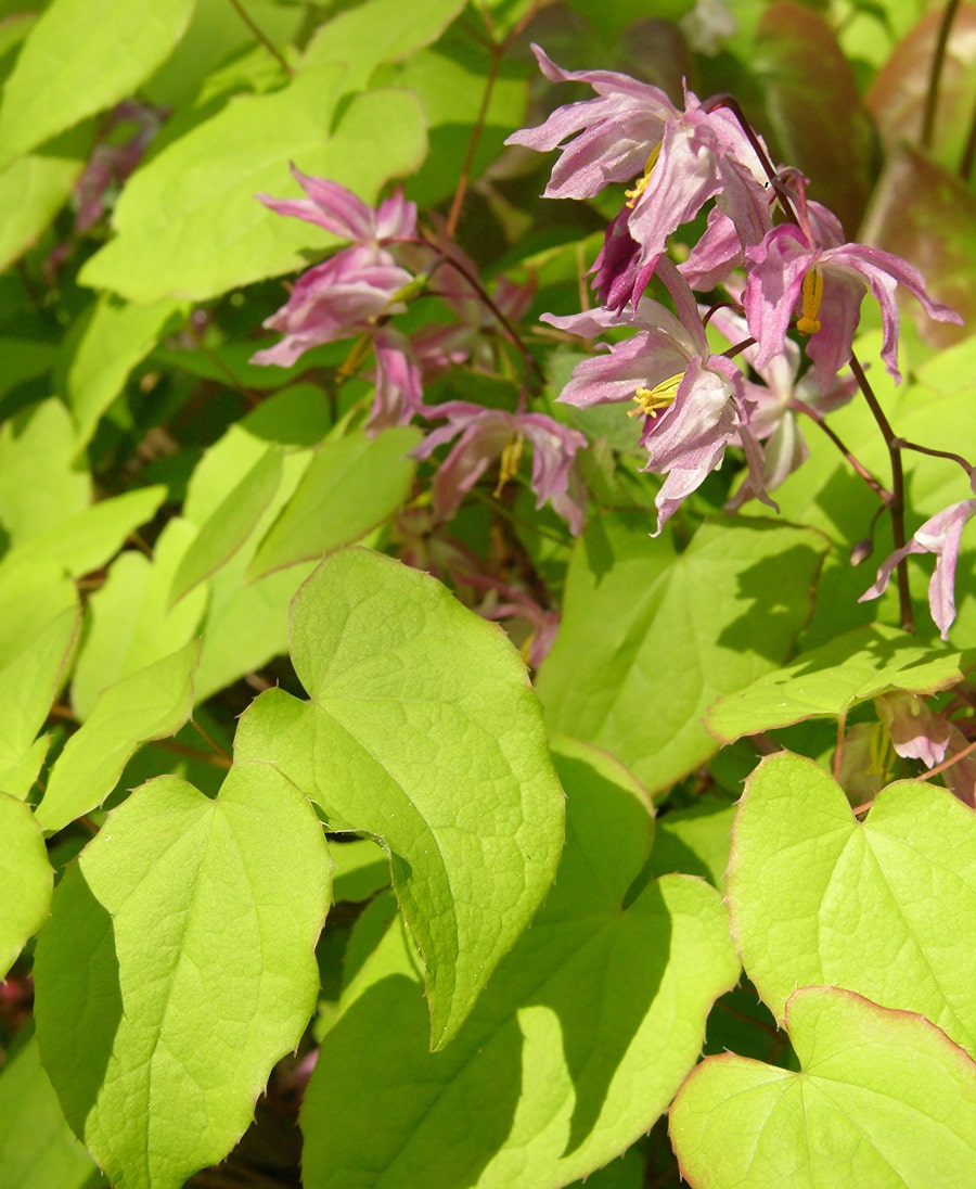 Image of Epimedium &times; youngianum specimen.