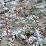 Persicaria lapathifolia. Цветущий побег. Краснодарский край, Кущёвский р-н, с. Ивано-Слюсаревское, берег пруда. 26.09.2010.