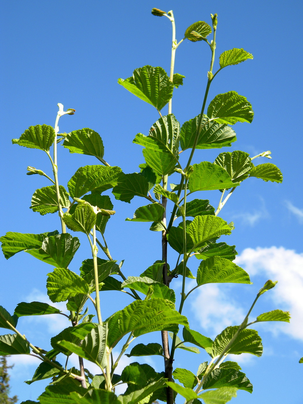 Изображение особи Alnus hirsuta.