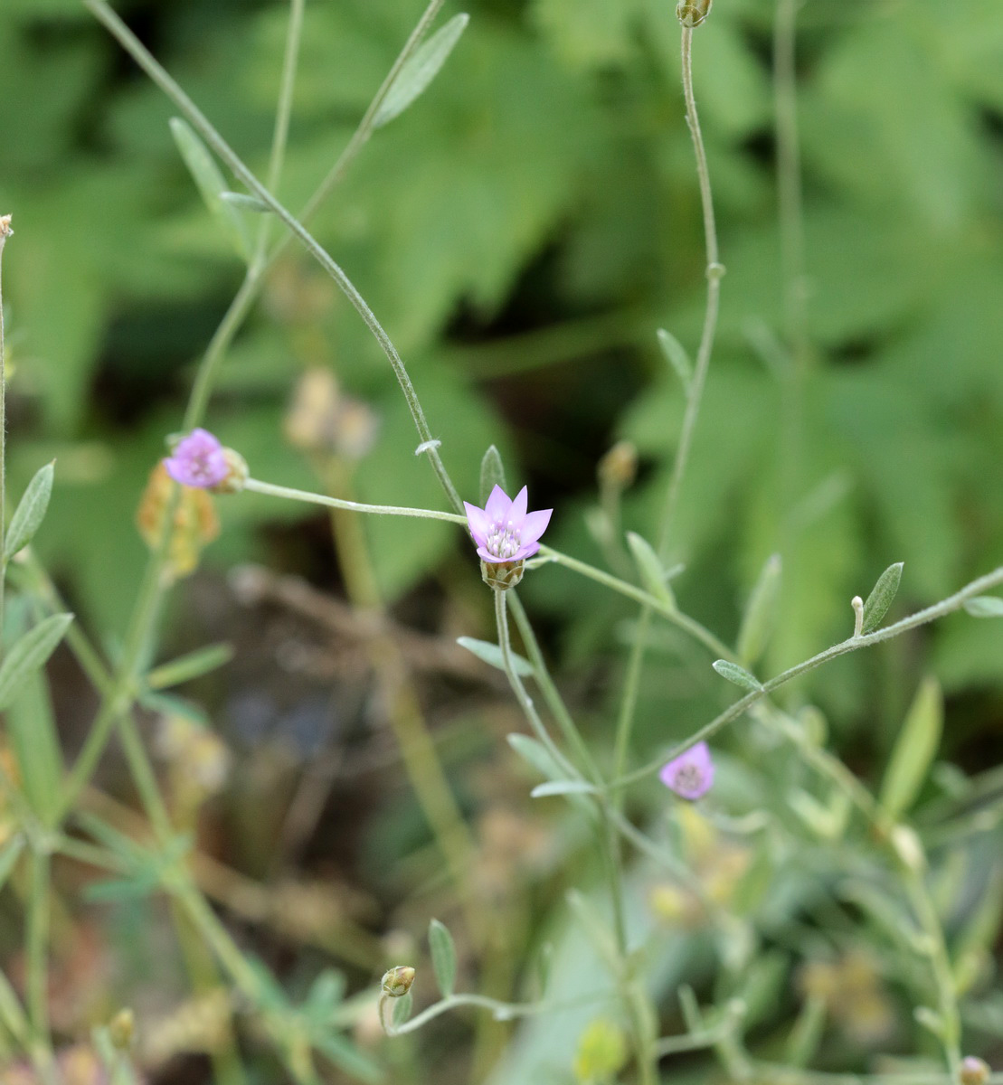 Изображение особи Xeranthemum cylindraceum.