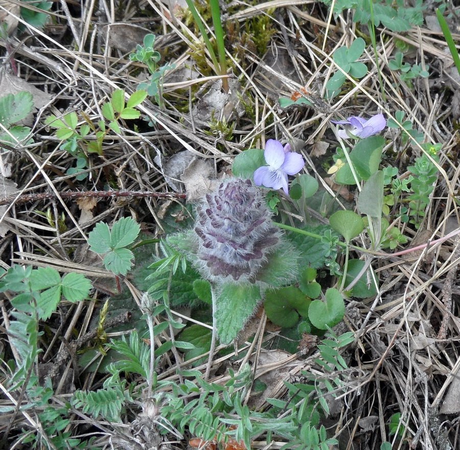 Image of Ajuga orientalis specimen.