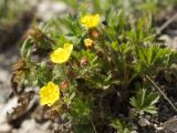 Potentilla humifusa