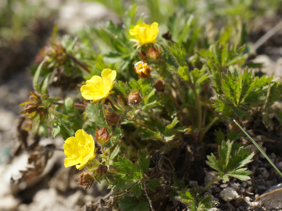 Изображение особи Potentilla humifusa.