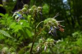 Trachystemon orientalis