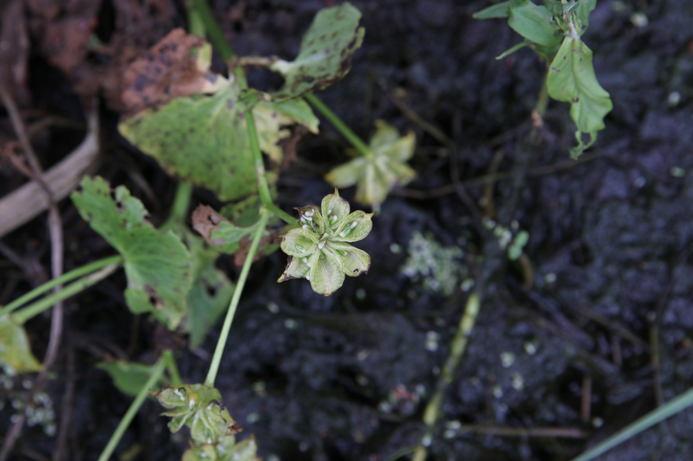 Изображение особи Caltha palustris.