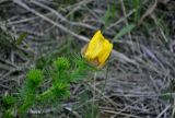 Adonis vernalis. Верхушка побега с распускающимся цветком. Самарская обл., Ставропольский р-н, окр. с. Жигули, гора Лепёшка, луговой склон. 02.05.2021.