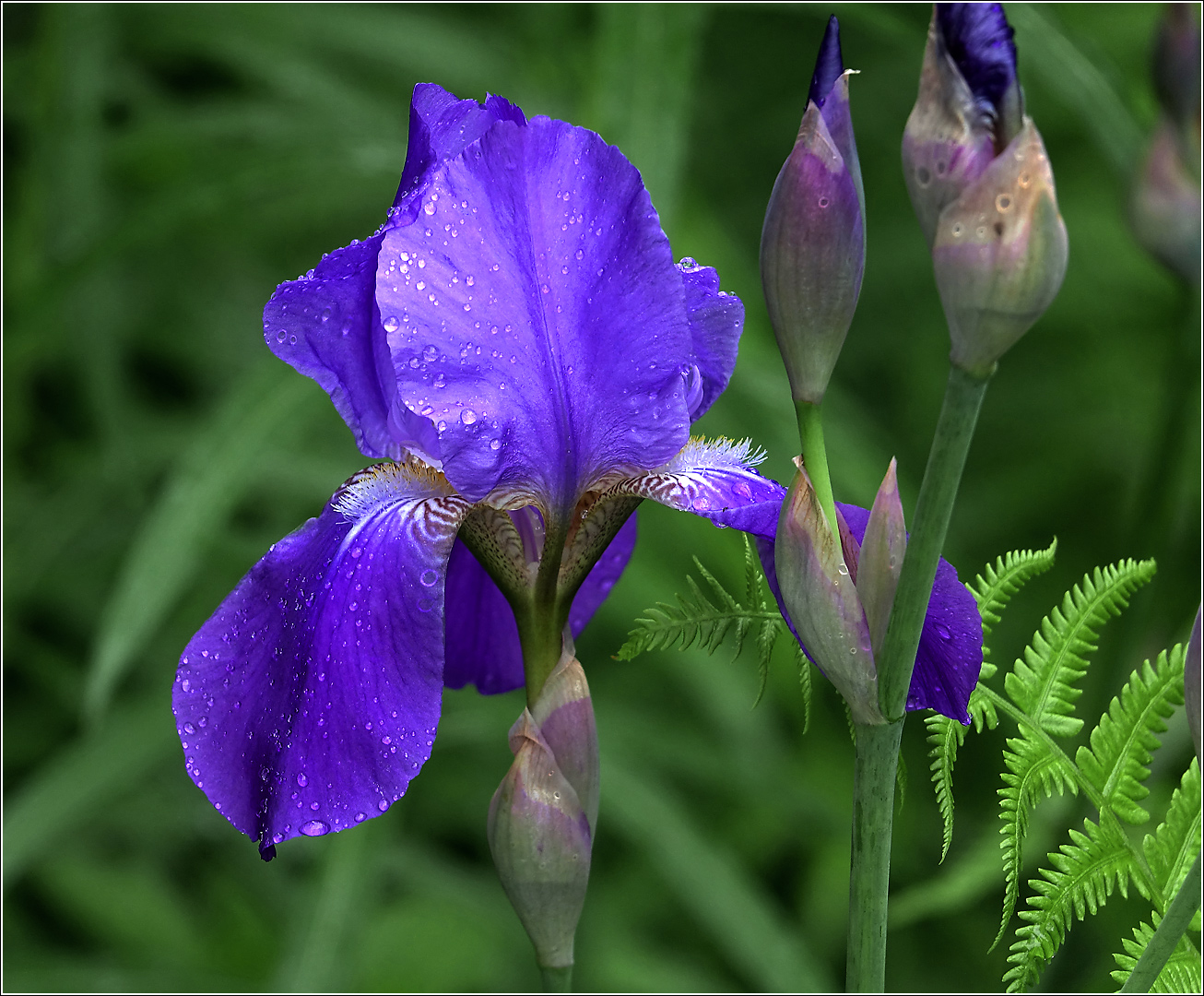 Image of Iris nyaradyana specimen.