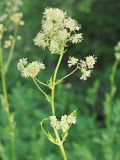 Thalictrum flavum