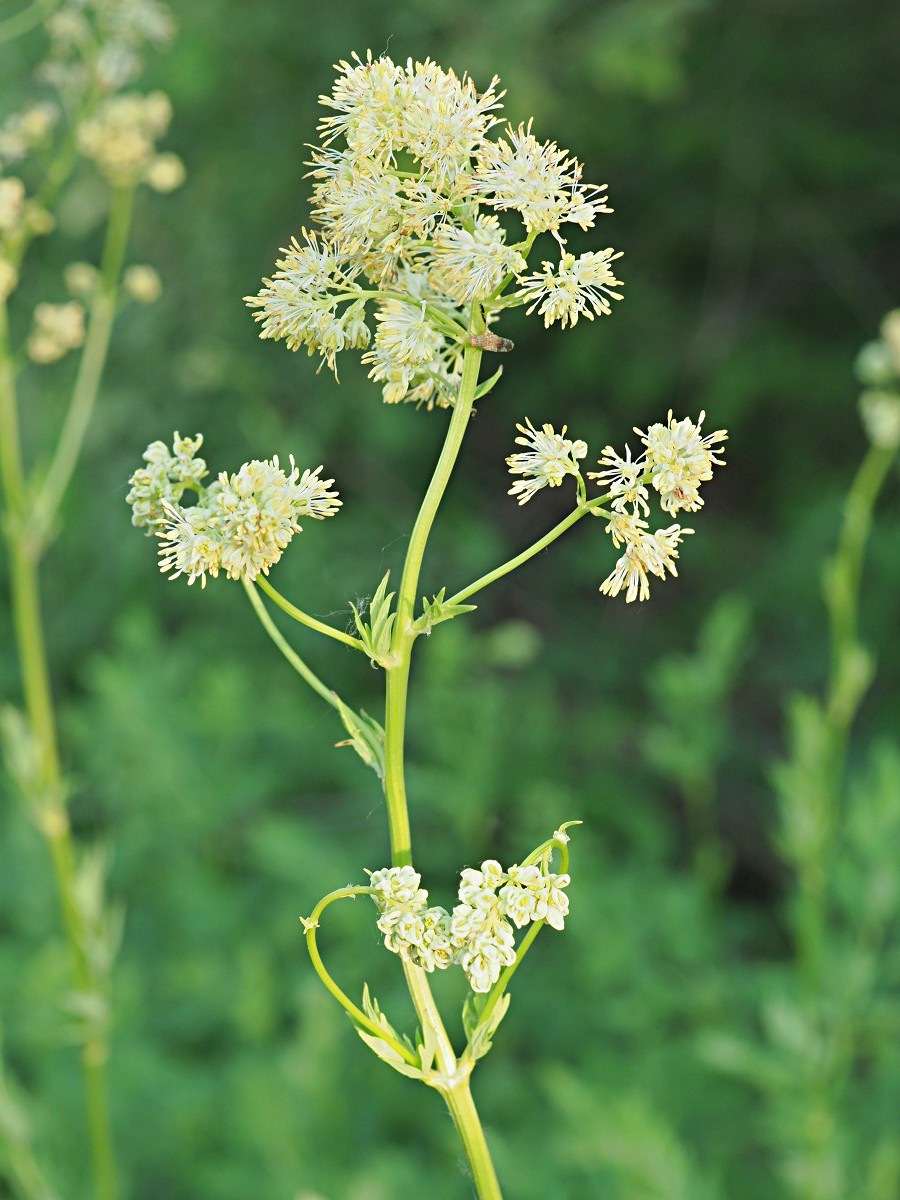 Изображение особи Thalictrum flavum.