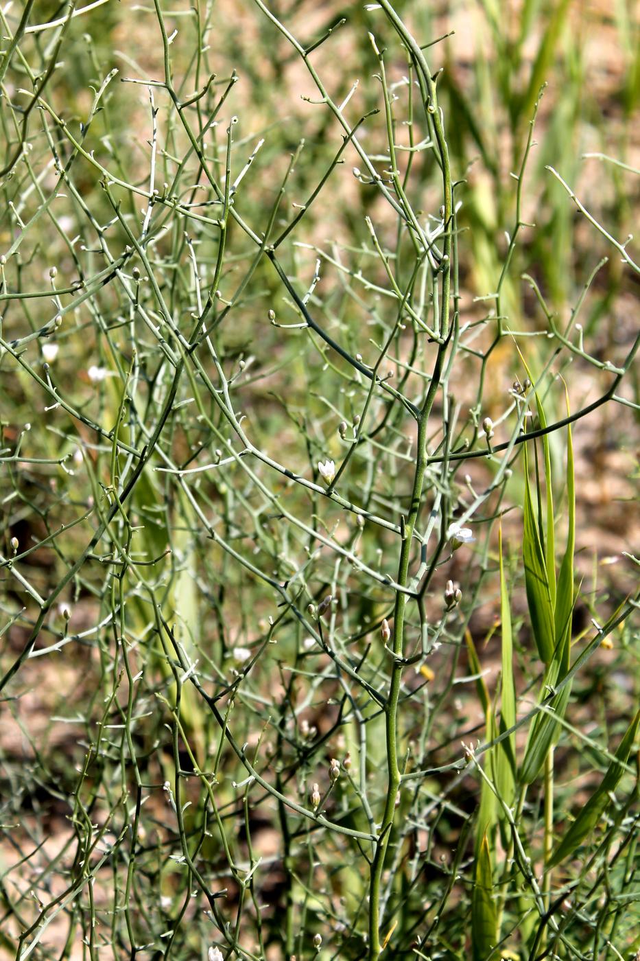 Изображение особи Convolvulus erinaceus.