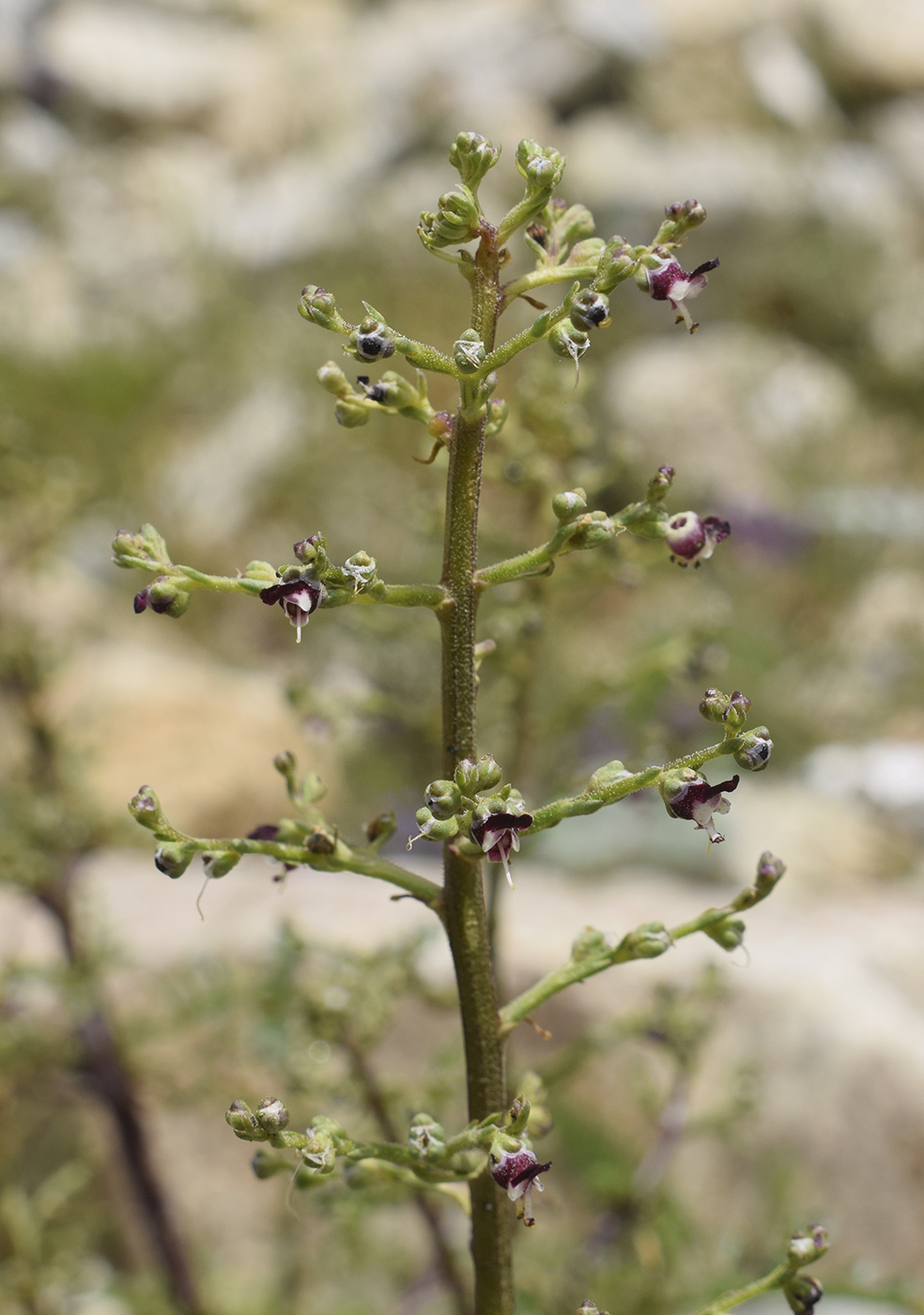 Изображение особи Scrophularia canina ssp. crithmifolia.