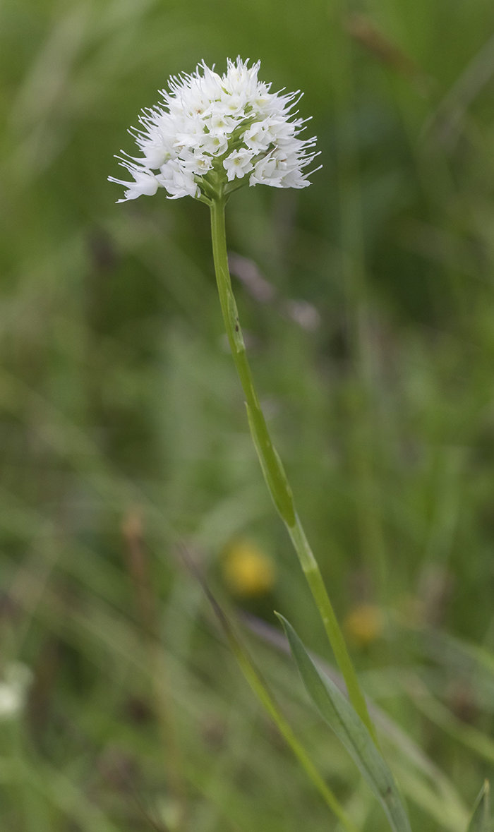 Image of Traunsteinera sphaerica specimen.