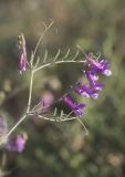 Vicia villosa