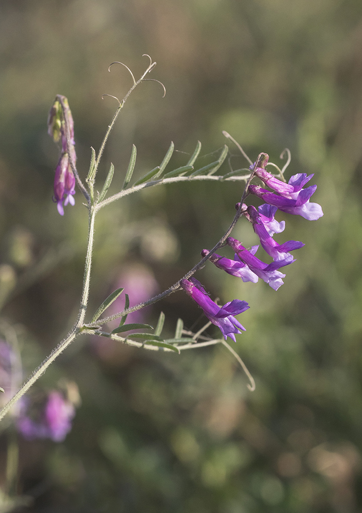 Изображение особи Vicia villosa.