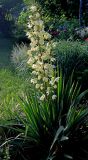 Yucca filamentosa