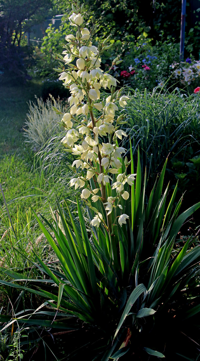 Изображение особи Yucca filamentosa.
