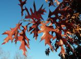 Quercus palustris