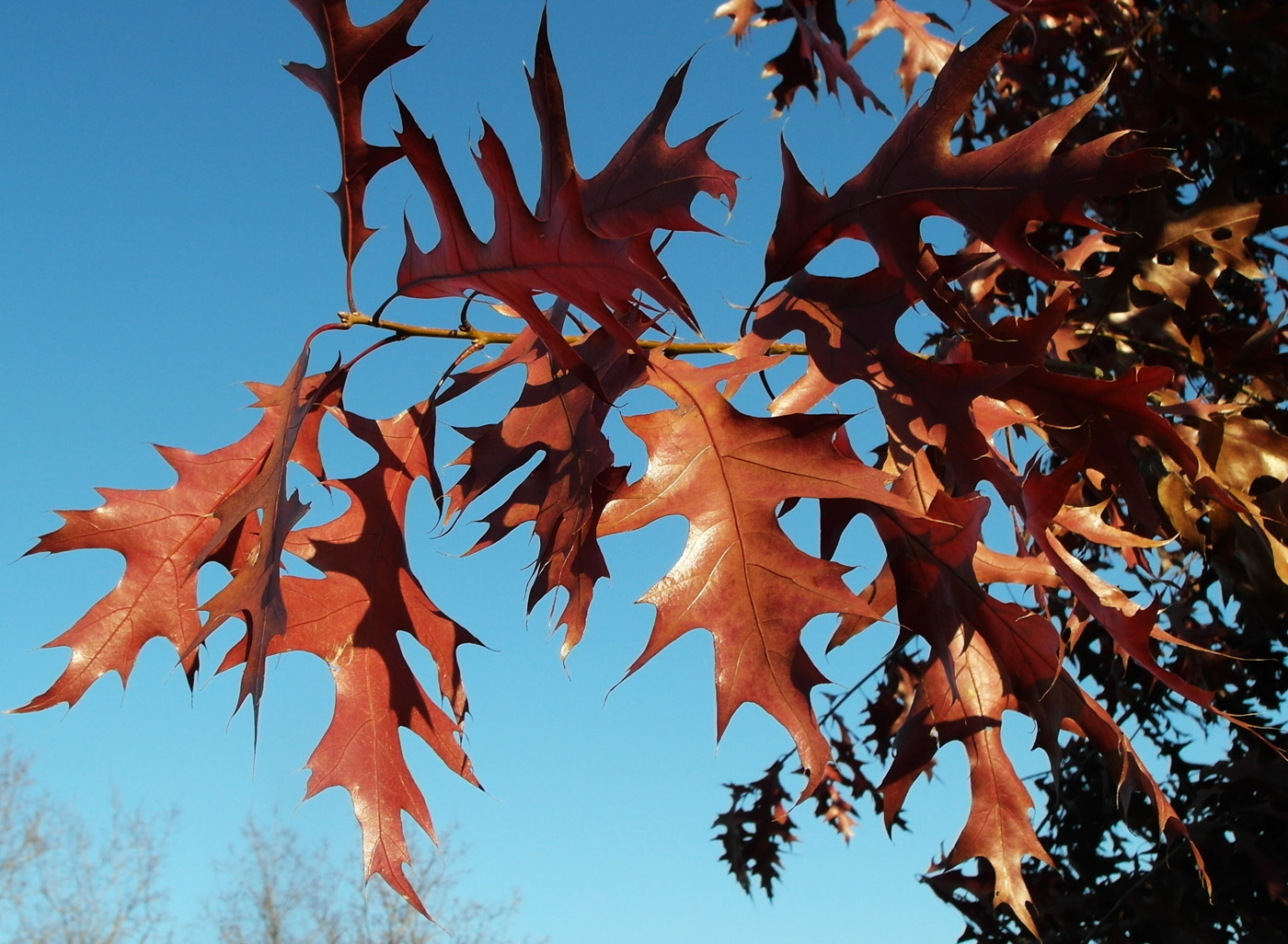 Image of Quercus palustris specimen.