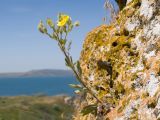 Potentilla taurica