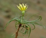 genus Tragopogon. Выкопанное цветущее растение. Азербайджан, Лерикский р-н, Зуванд. 12.04.2010.