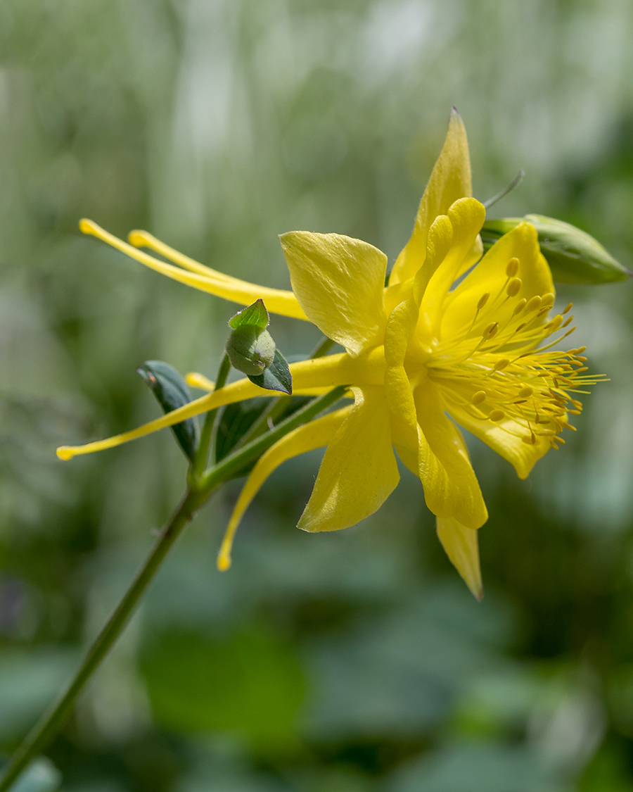 Image of genus Aquilegia specimen.