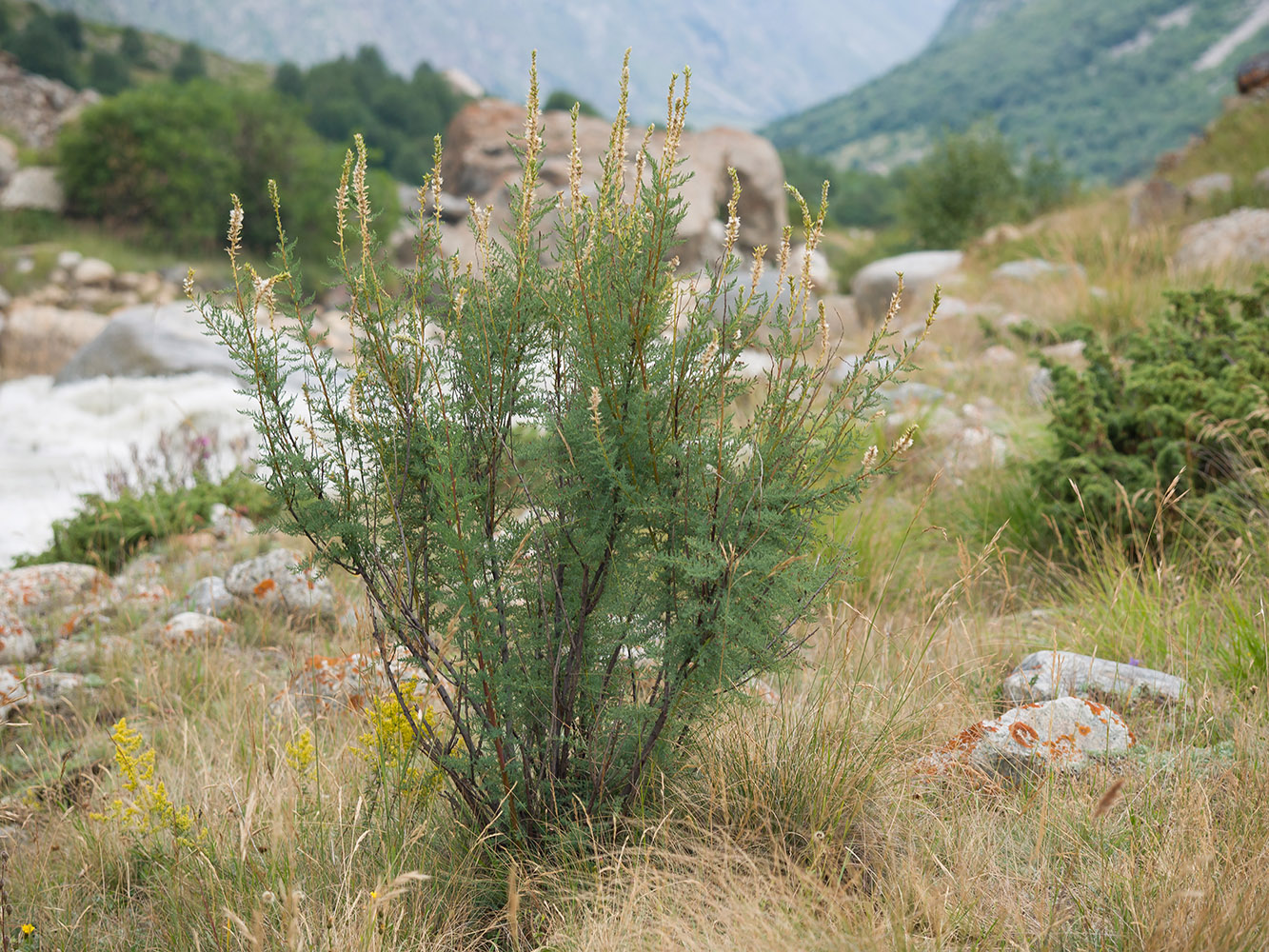 Image of Myricaria bracteata specimen.