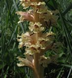 Orobanche alba form maxima. Соцветие. Краснодарский край, Кущёвский р-н, балка Сухая. 20.05.2013.