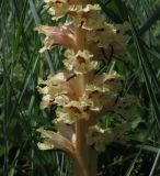 Orobanche alba form maxima