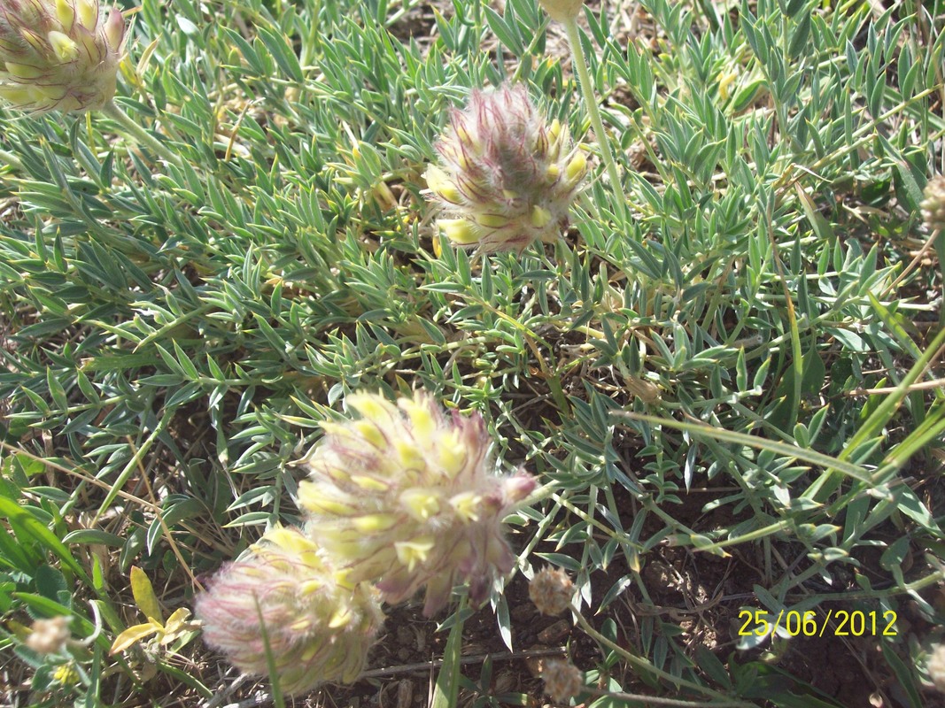 Image of genus Astragalus specimen.