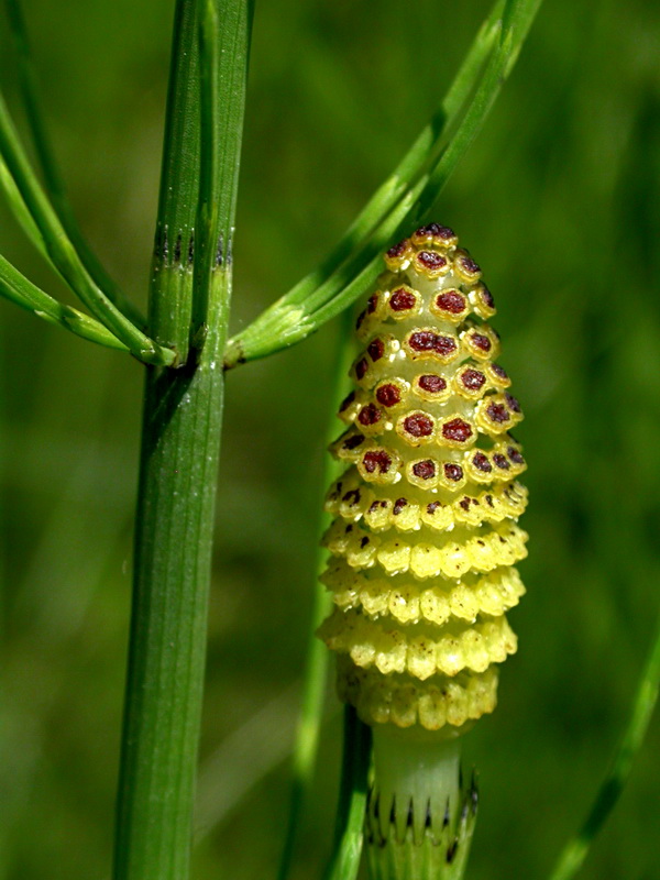 Изображение особи Equisetum fluviatile.