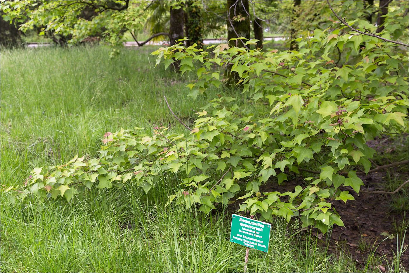 Image of Liquidambar formosana specimen.