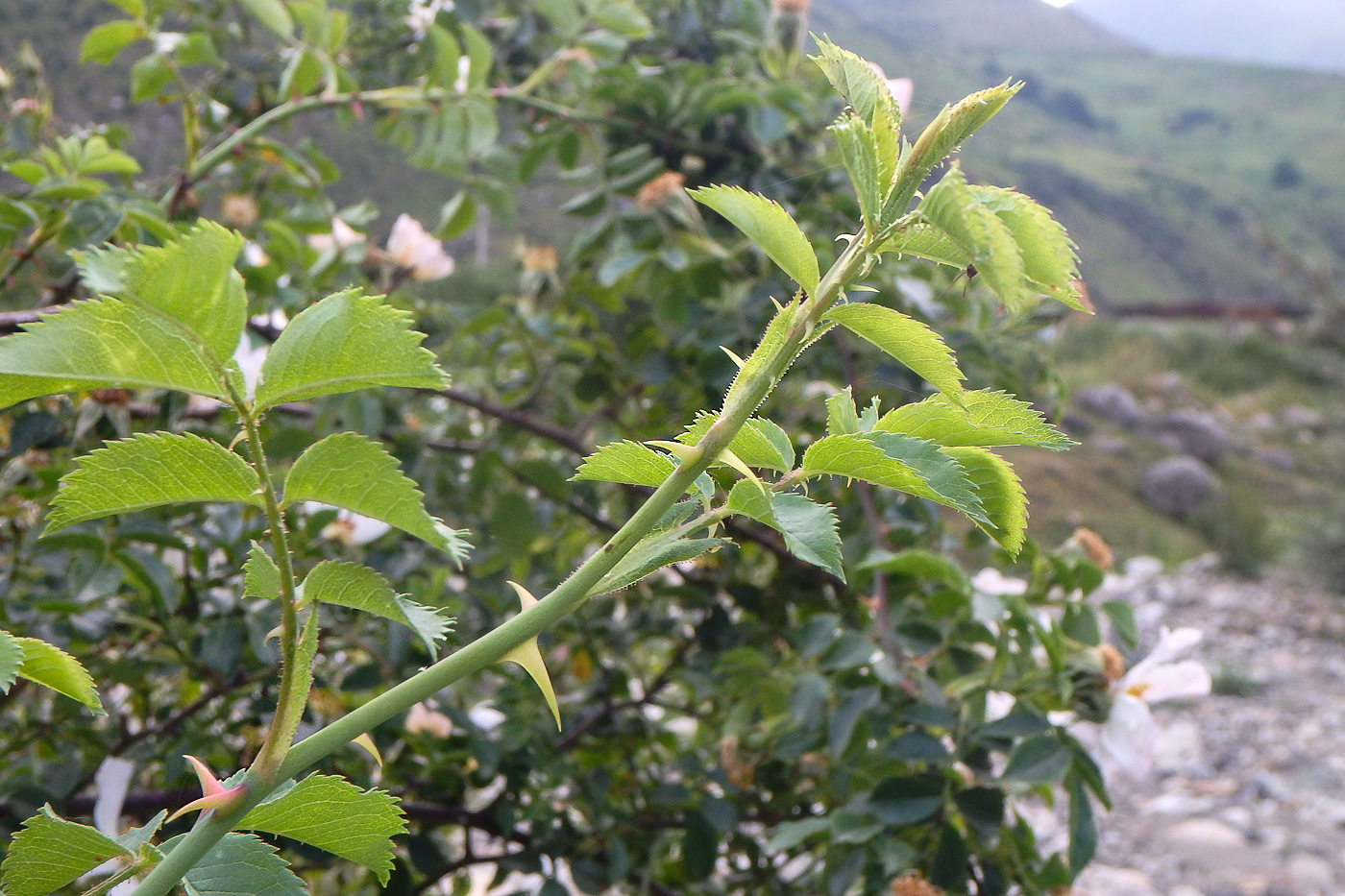 Image of Rosa galushkoi specimen.