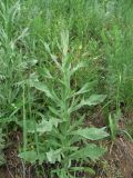 Centaurea solstitialis