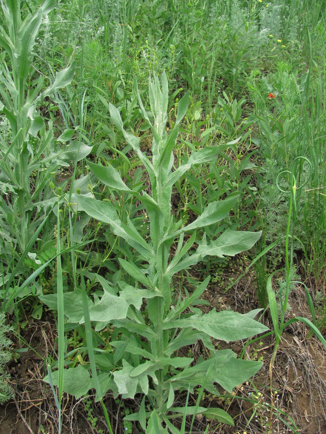 Image of Centaurea solstitialis specimen.