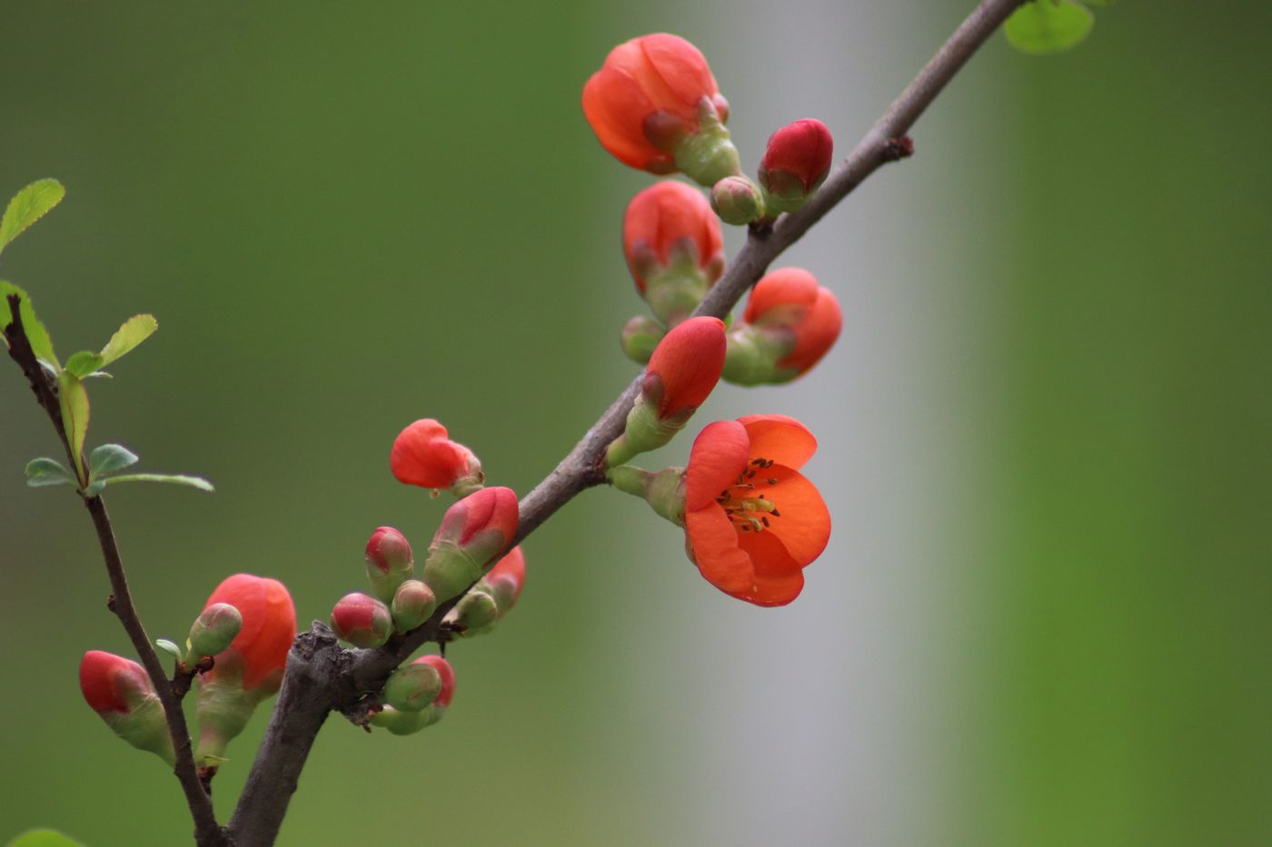 Image of Chaenomeles japonica specimen.