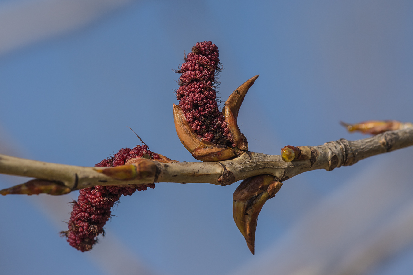 Image of Populus nigra specimen.