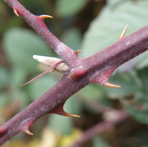 Изображение особи Rubus sanctus.